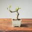 European Crabapple Bonsai 1217 - Bonsaify