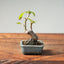 European Crabapple Bonsai 1218 - Bonsaify