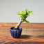 European Crabapple Bonsai 1219 - Bonsaify