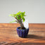 European Crabapple Bonsai 1219 - Bonsaify