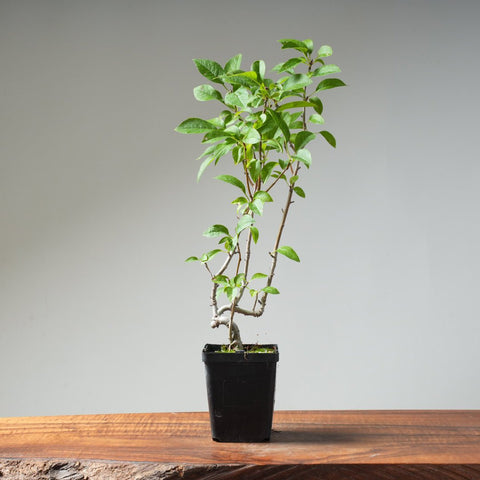 European Crabapple Bonsai 457 - Bonsaify