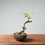 European Crabapple Bonsai 747 - Bonsaify
