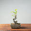 European Crabapple Bonsai 754 - Bonsaify