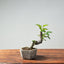 European Crabapple Bonsai 755 - Bonsaify