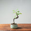 European Crabapple Bonsai 756 - Bonsaify
