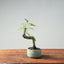 European Crabapple Bonsai 756 - Bonsaify
