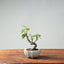 European Crabapple Bonsai 757 - Bonsaify