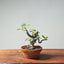 European Crabapple Bonsai 758 - Bonsaify
