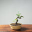 European Crabapple Bonsai 759 - Bonsaify