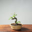European Crabapple Bonsai 759 - Bonsaify