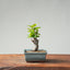 European Crabapple Bonsai 843 - Bonsaify