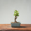 European Crabapple Bonsai 843 - Bonsaify