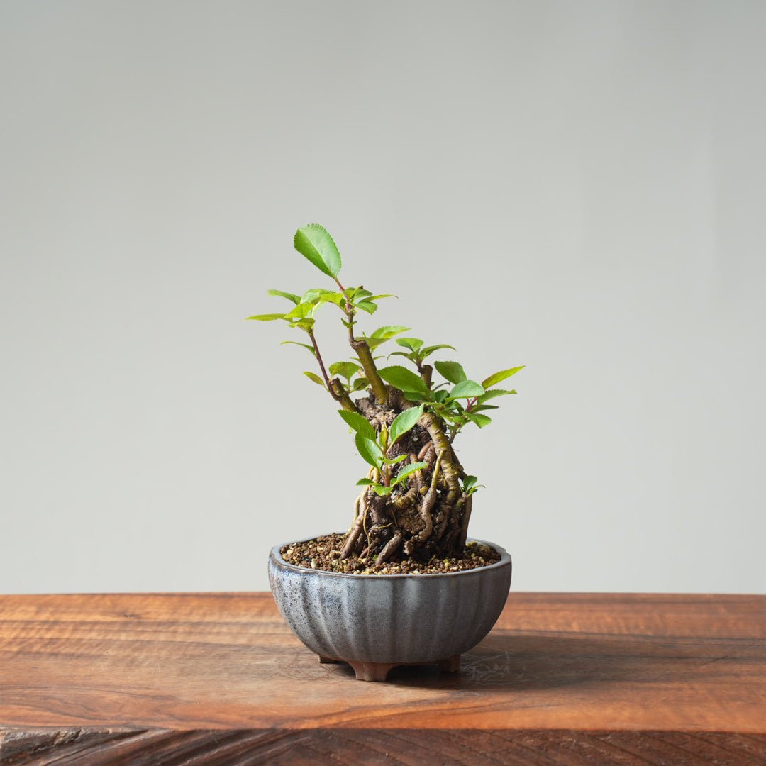 European Crabapple Bonsai #845 – Bonsaify