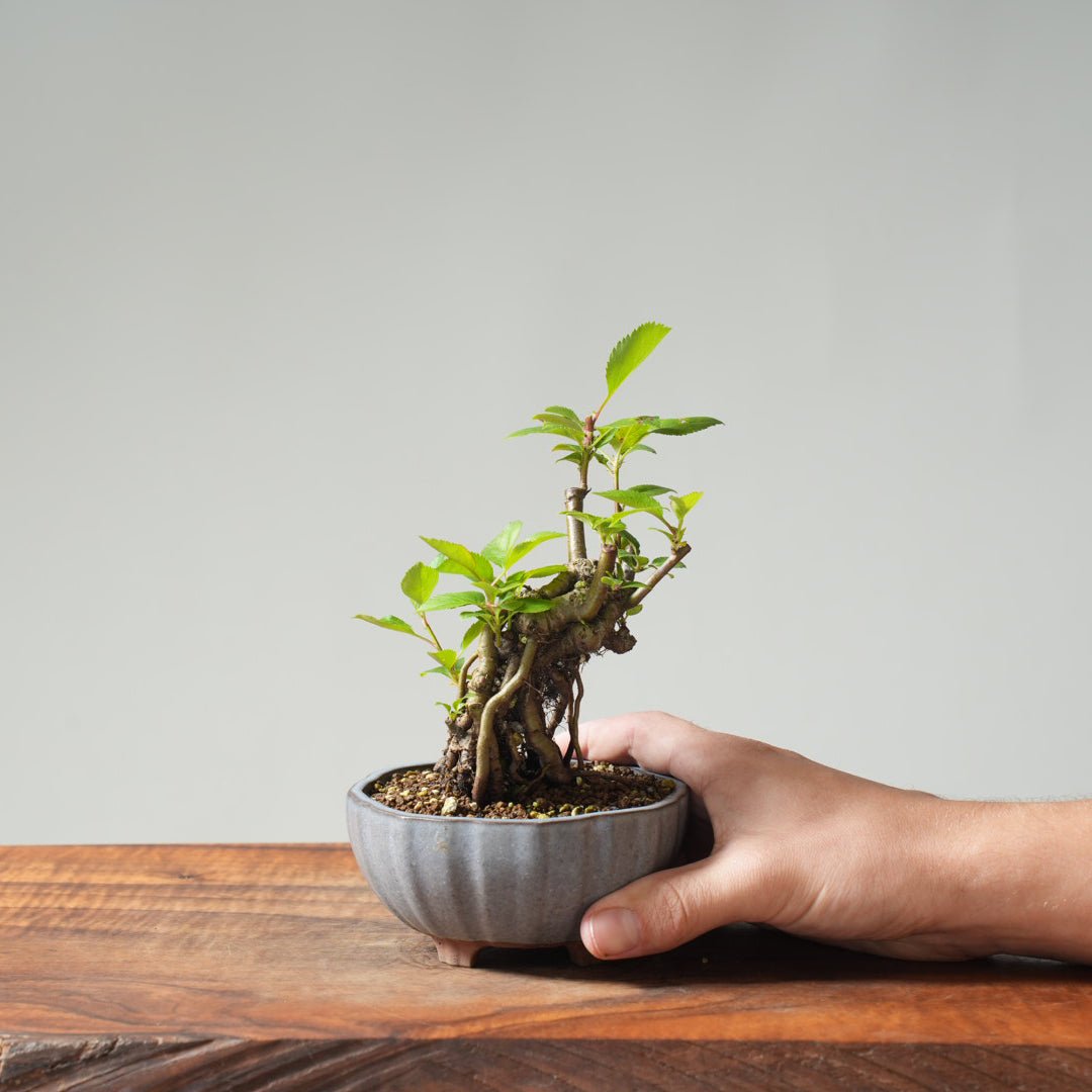 crabapple tree bonsai European Crabapple Bonsai #845 – Bonsaify