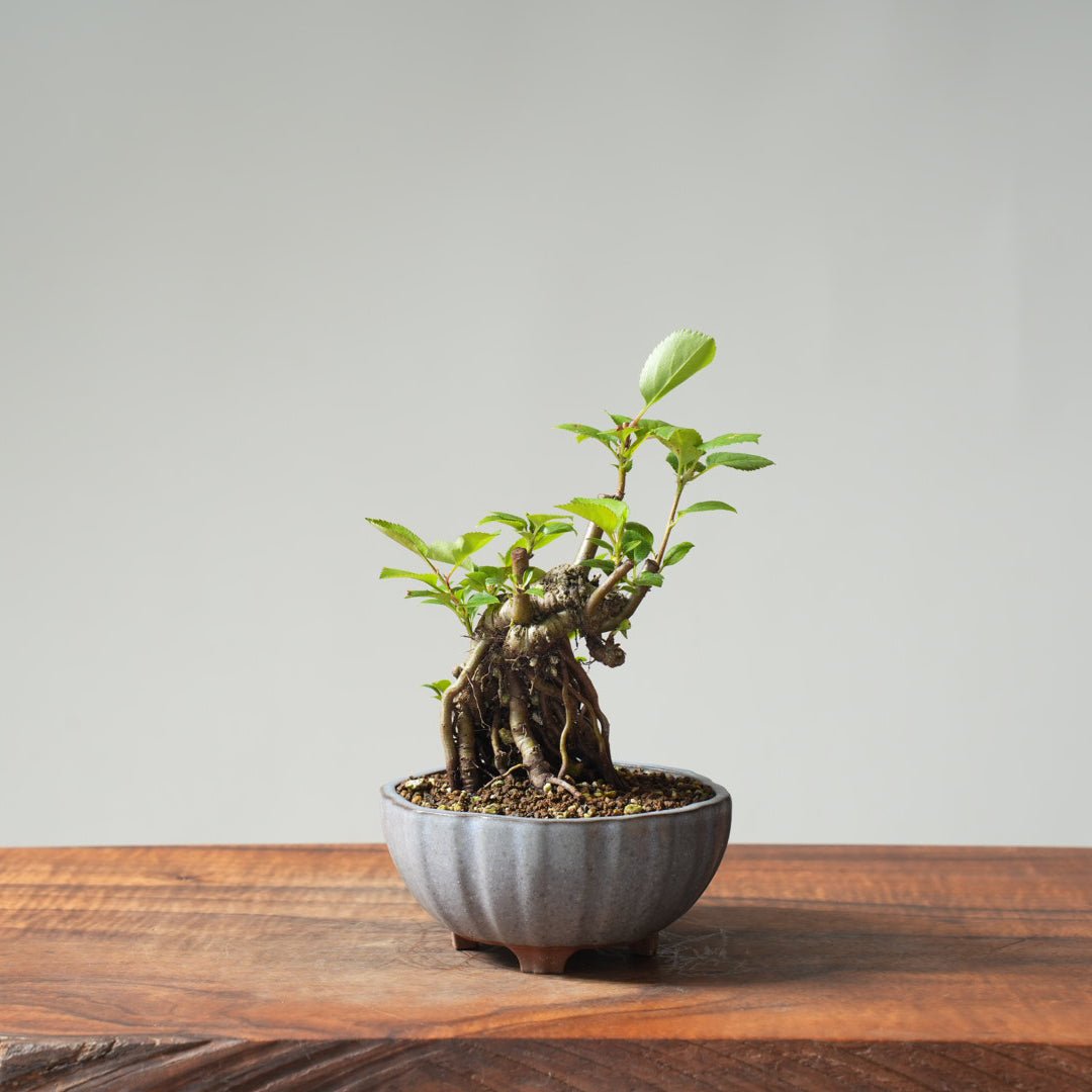 crab apple bonsai tree European Crabapple Bonsai #845 – Bonsaify
