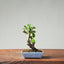 European Crabapple Bonsai 849 - Bonsaify