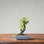 European Crabapple Bonsai 849 - Bonsaify