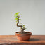 European Crabapple Bonsai 854 - Bonsaify