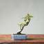 European Crabapple Bonsai 856 - Bonsaify