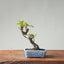 European Crabapple Bonsai 856 - Bonsaify