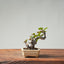 European Crabapple Bonsai 859 - Bonsaify