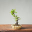 European Crabapple Bonsai 860 - Bonsaify
