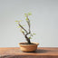 European Crabapple Bonsai 874 - Bonsaify