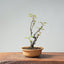 European Crabapple Bonsai 874 - Bonsaify