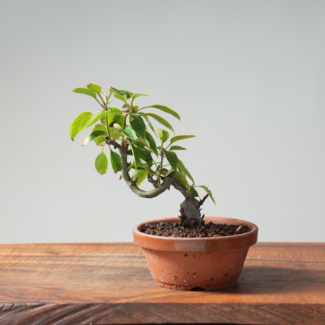 European Crabapple Bonsai #885 – Bonsaify