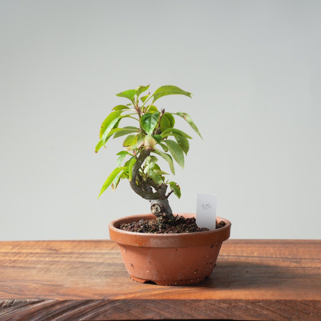 European Crabapple Bonsai #885 – Bonsaify
