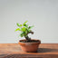 European Crabapple Bonsai 889 - Bonsaify