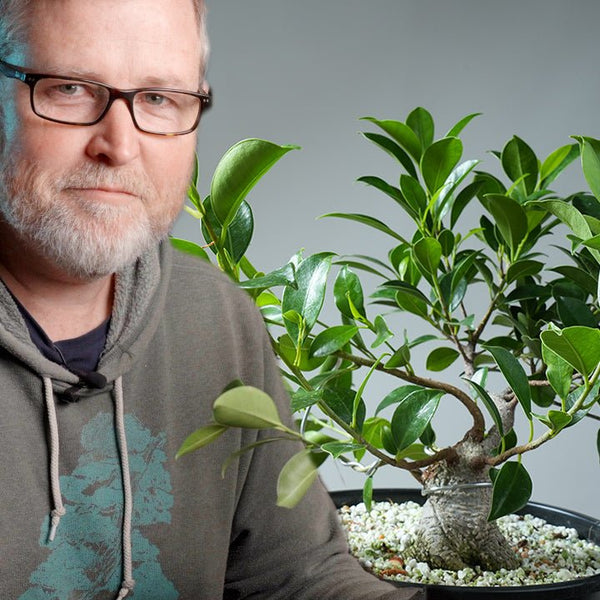 bonsai tree wholesale market Ficus Bonsai: From Mass Market to Masterpiece! – Bonsaify