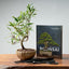 Ficus Bonsai Gift Bundle - Bonsaify
