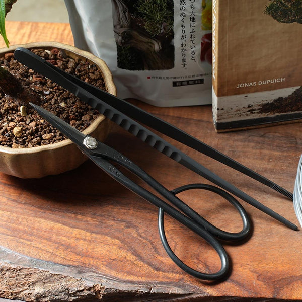 Ficus Bonsai Tree Gift Set for Hobbyists - Bonsaify