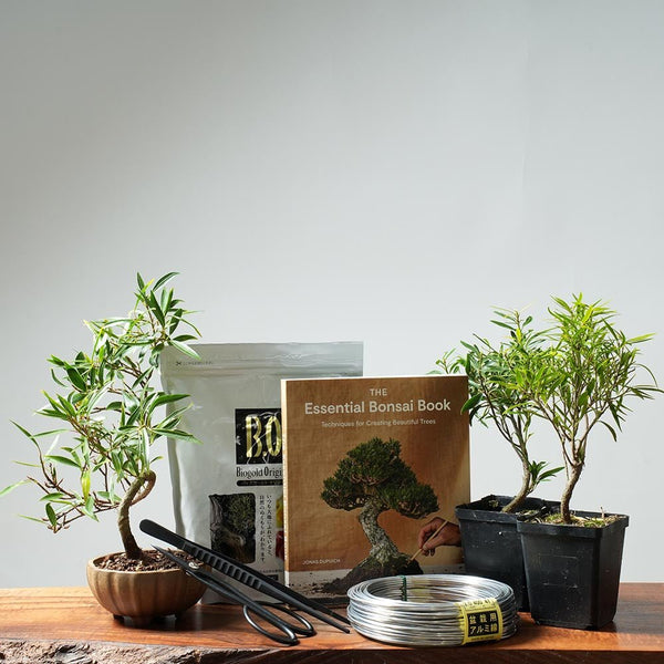 Ficus Bonsai Tree Gift Set for Hobbyists - Bonsaify