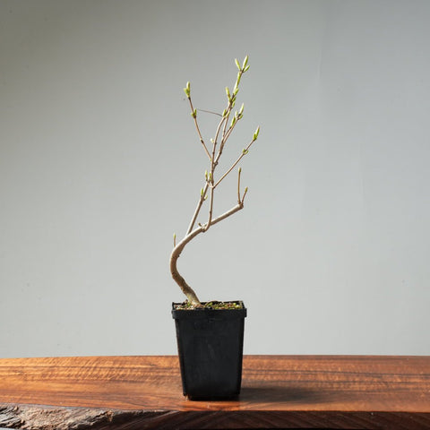 Field Maple Bonsai #169 - Bonsaify