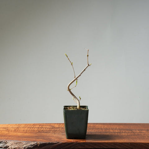 Field Maple Bonsai #171 - Bonsaify