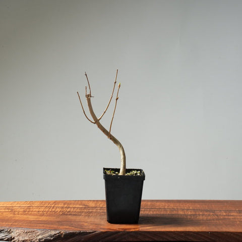 Field Maple Bonsai #172 - Bonsaify