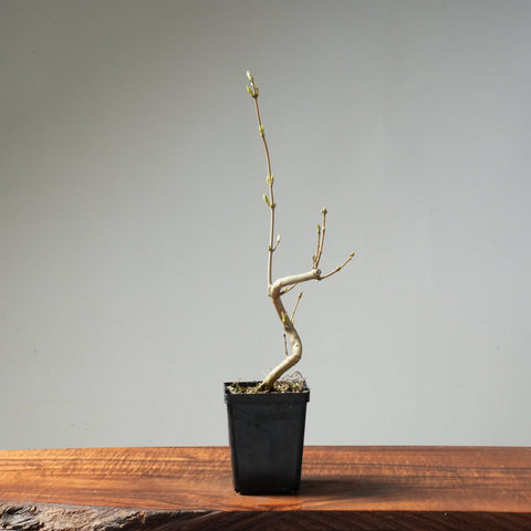 Field Maple Bonsai #175 - Bonsaify