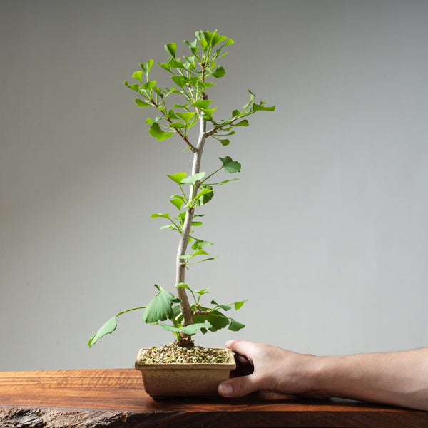 Ginkgo Bonsai #22 - Bonsaify