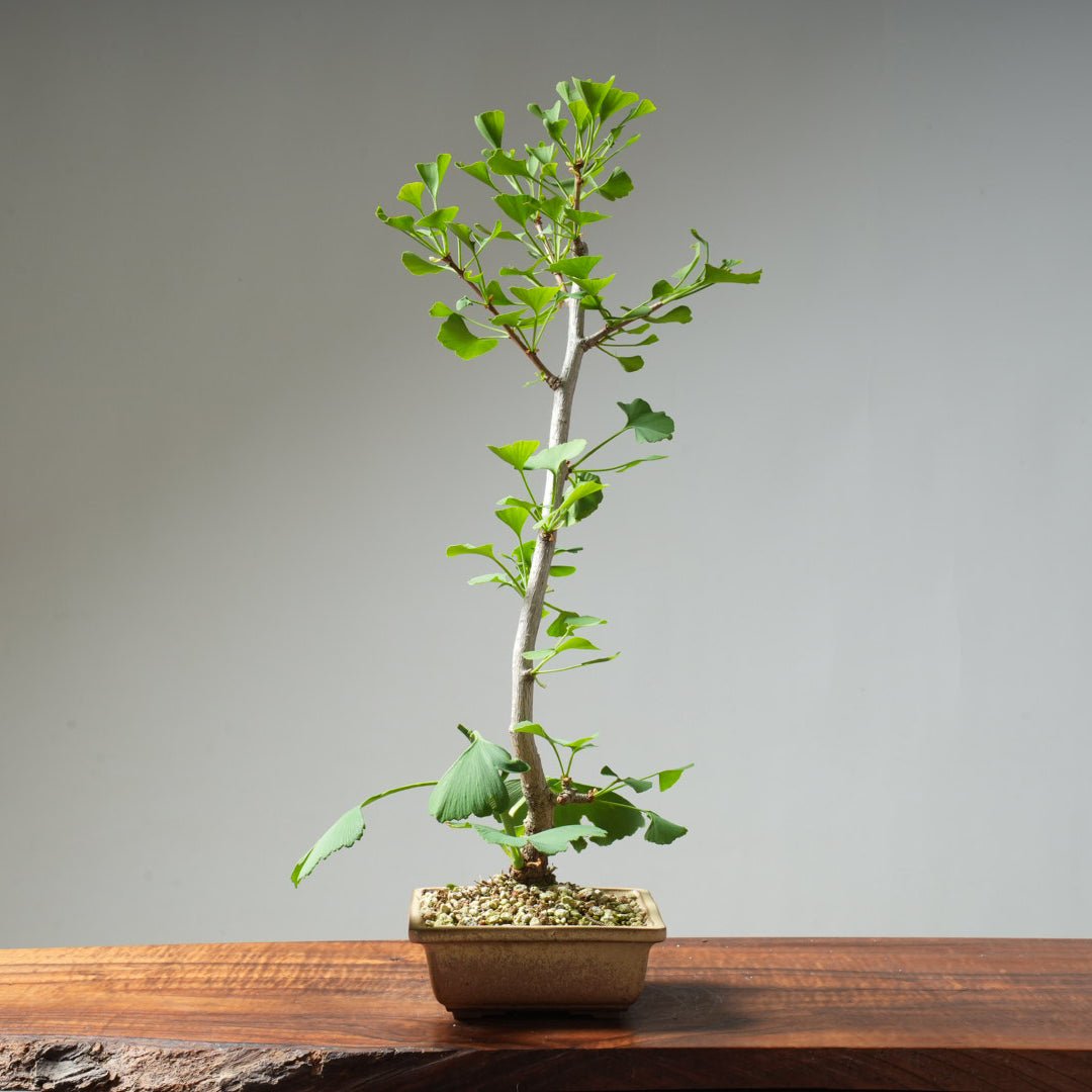 Ginkgo Bonsai #22 - Bonsaify