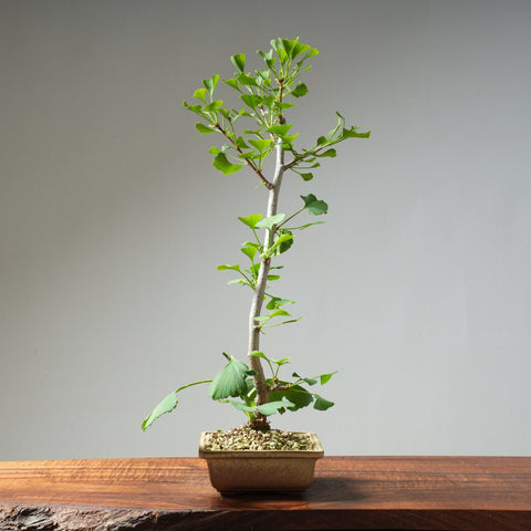 Ginkgo Bonsai #22 - Bonsaify
