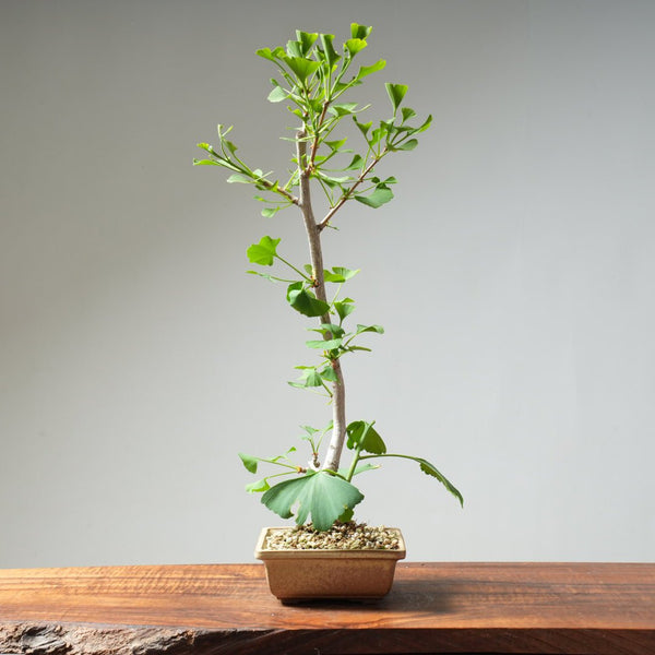 Ginkgo Bonsai #22 - Bonsaify