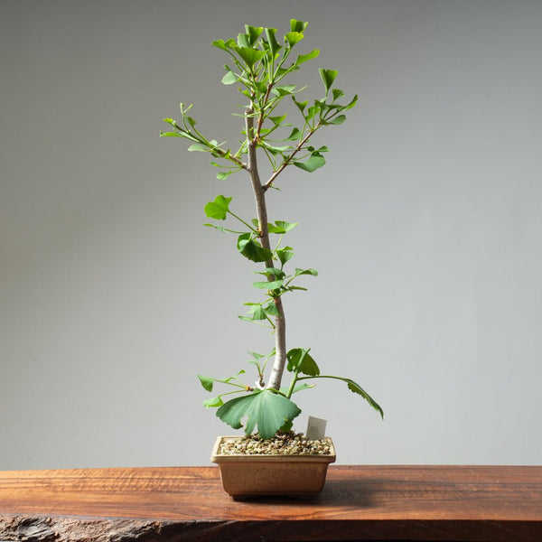 Ginkgo Bonsai #22 - Bonsaify