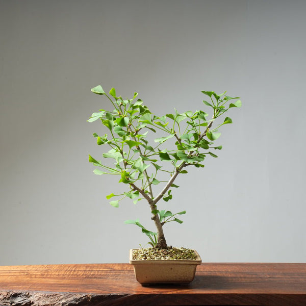 Ginkgo Bonsai #23 - Bonsaify