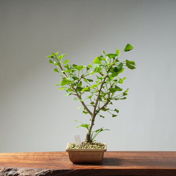 Ginkgo Bonsai #23 - Bonsaify