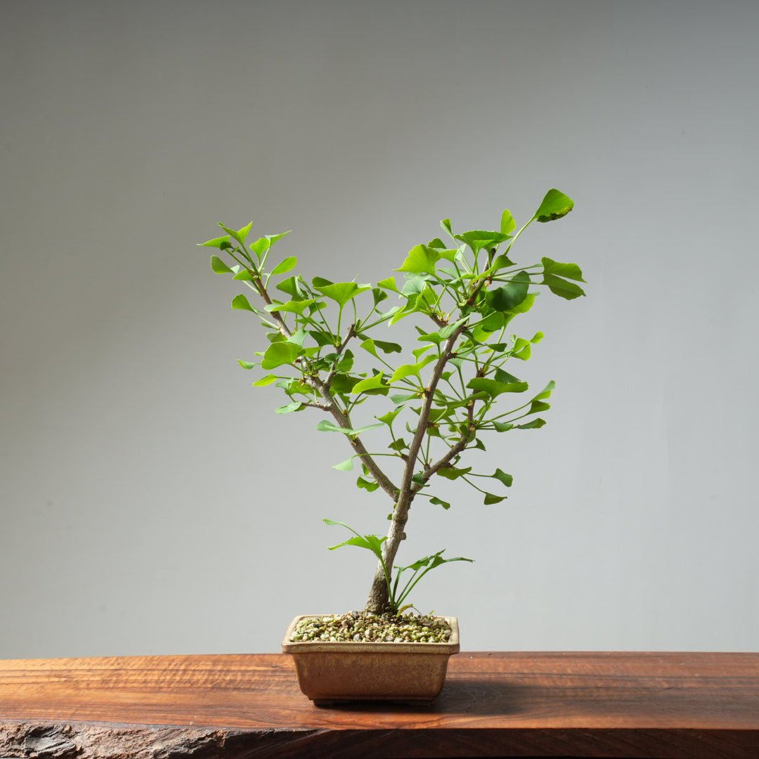 Ginkgo Bonsai #23 - Bonsaify