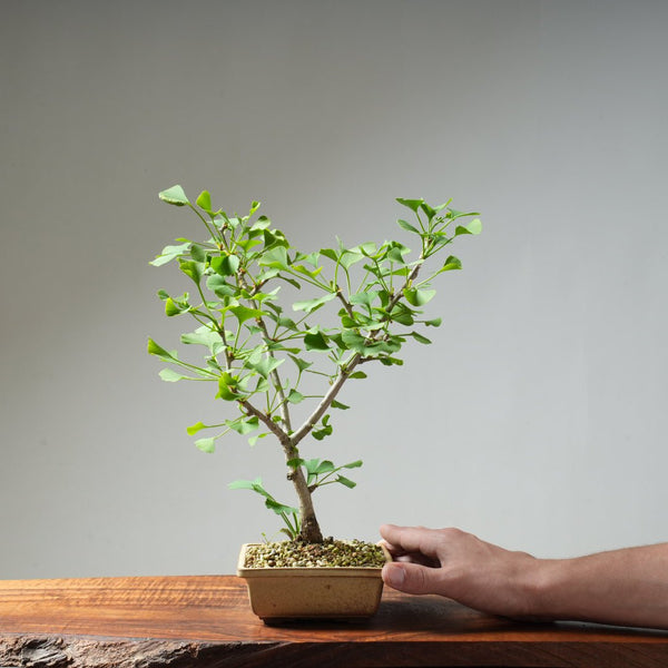 Ginkgo Bonsai #23 - Bonsaify