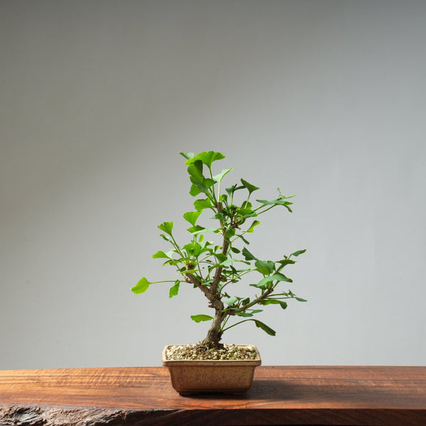 Ginkgo Bonsai #24 - Bonsaify