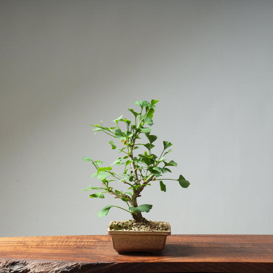Ginkgo Bonsai #24 - Bonsaify